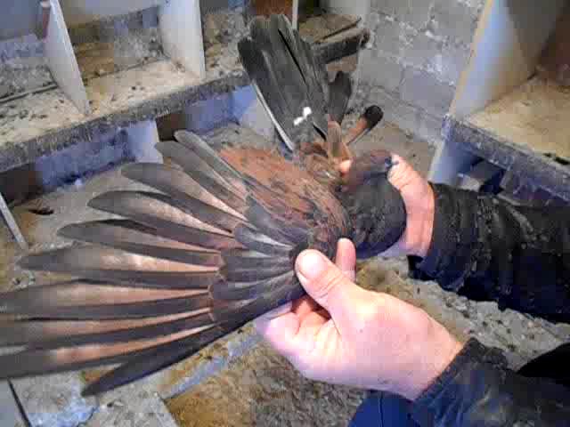 Голуби кировоградские обзор 2019 Год. Политов Алексей 89375617363