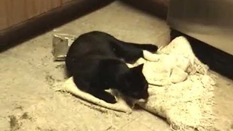 Catnip Overdose.wmv