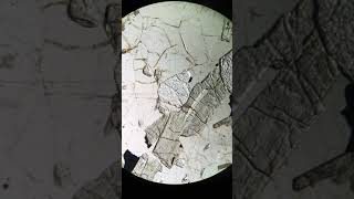2162-18 | Apatite (PPL)