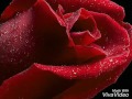 الفنان محمود الحميد أجمل استقبال