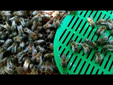 Купить Пчеломаток Искусственного Осеменения В Краснодарском Крае