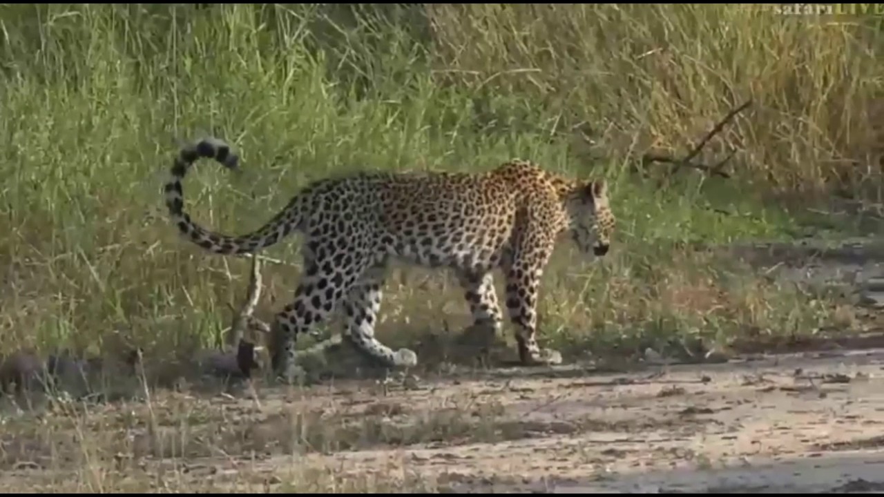 sindile faku April 21, 2017- Sunset- Xongile with a speedy Squirrel this afternoon