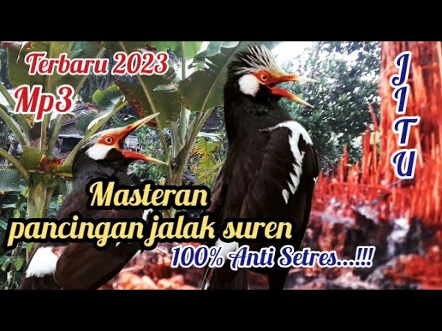 Terbaru 2023 Masteran PANCINGAN JALAK SUREN Anti SETRES...!!! class=