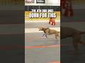 A dog born for this