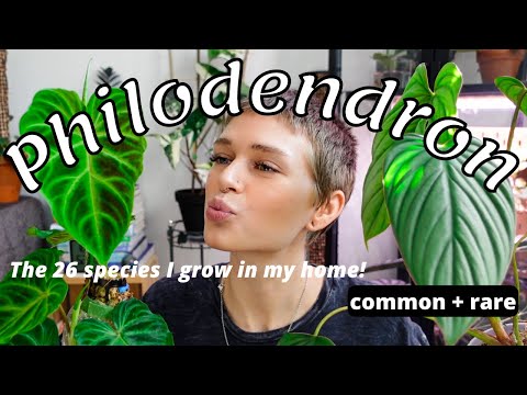 ALL My Beautiful Philodendron | Updated Collection 2022 (26 types - rare + common)