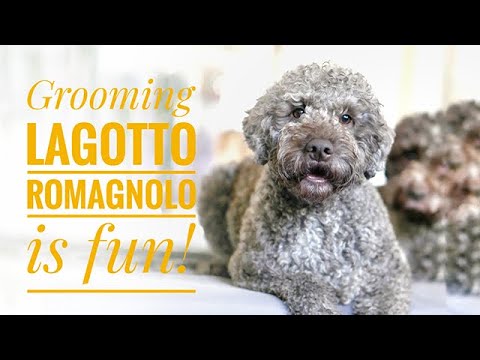 Grooming Lagotto Romagnolo