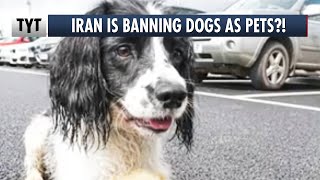 NO DOGS ALLOWED: Iran Drafts Bill To Ban Pet Ownership