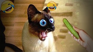 Trending Funny Animals 😂 Funniest Dogs and Cats 🐶 😹 Part 2