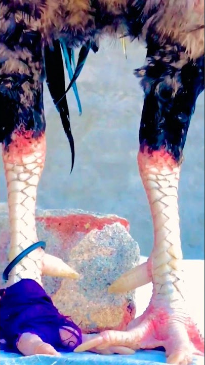 Dubai king 🐔 rooster crowing || #roster #shorts #youtubeshorts #animals