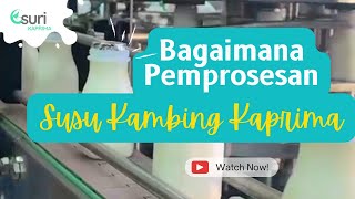 Oh! Macam Ni Rupanya Proses Nak Buat Susu Kambing | Suri KAPRIMA