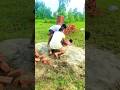 पागलों का घर #comedyshorts #funny #entertainment #shortvideos #comedy 😂😂😂🇮🇳