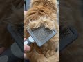 Cat grooming removes dead hair #pets #cutedogs #beforeandafter #petgrooming #grooming #dogshorts