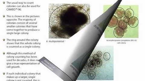 CAMEO-96: A Standardized Methylcellulose CFU Proliferation and Differentiation Assay