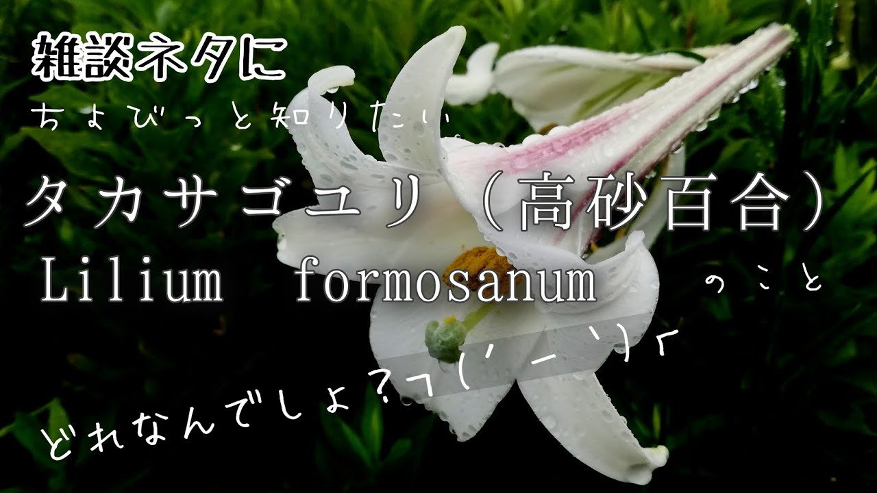 タカサゴユリ　200本 まろん通信 | タカサゴユリ 街なかの花々 まろん通信Vol.3017 フラワー・ガーデニング