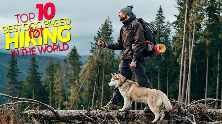 The 10 Best Dog Breeds For Hiking