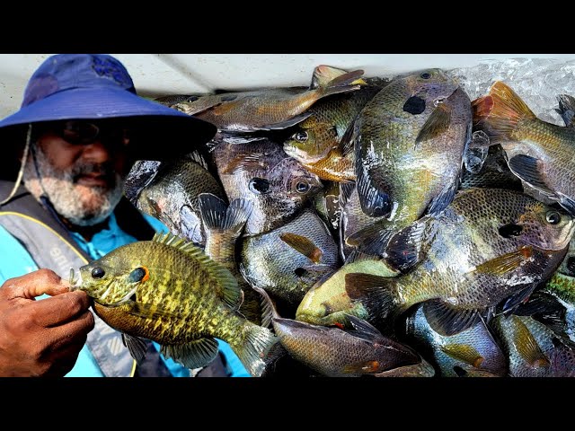 How To Catch TONS of Bluegill ***EASY*** 