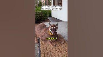 Why Caracals Can