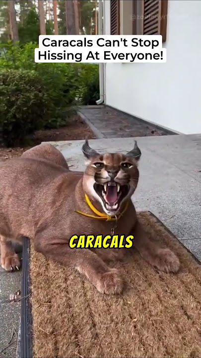 Why Caracals Can't Stop HISSING At Everyone