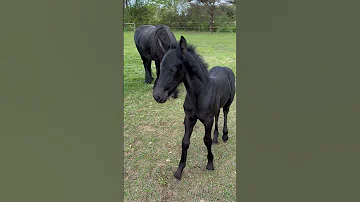 Two weeks old already… sweet boy Arrow #horsey #horse #friesian #equistrian #animals #cute #friends