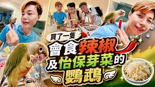 【Malaysia New Parrot】難道馬來西亞鸚鵡都是這樣的？ #mangohk #malaysia  screenshot 5