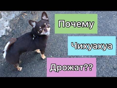 Почему Чихуахуа дрожат?