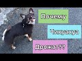 Почему Чихуахуа дрожат?