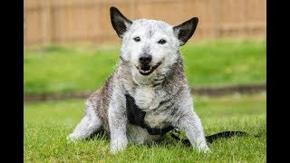 Amazing! 23 Year Old Dog Still Going Strong by TruDog 108 views 4 years ago 57 seconds