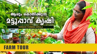 മട്ടുപ്പാവ് കൃഷിയിൽ നൂറുമേനി കൊയ്ത് അനിത | Terrace Farming |   Mattuppavu Krishi | Anitha Kassim