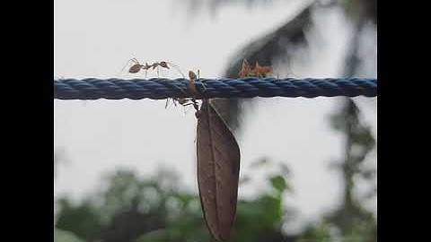 unity is strength 🐜🐜