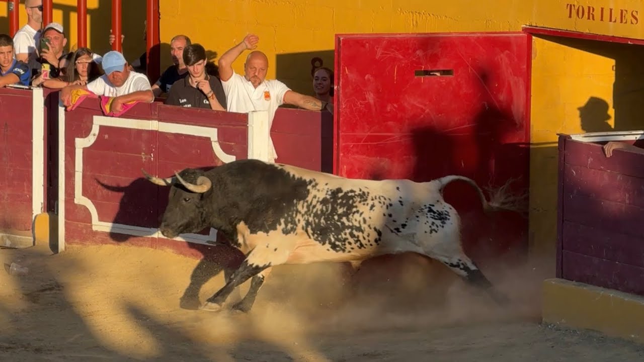 ESPECTACULAR TORO BRAVO CAPEA EN LOS SANTOS DE LA HUMOSA 2024