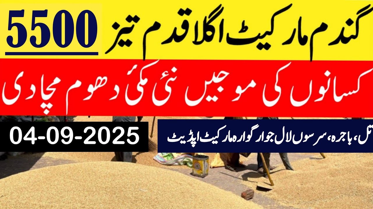 Wheat price in Pakistan/Maize 🌽 price today 2025 |Munji rates 2025 ...