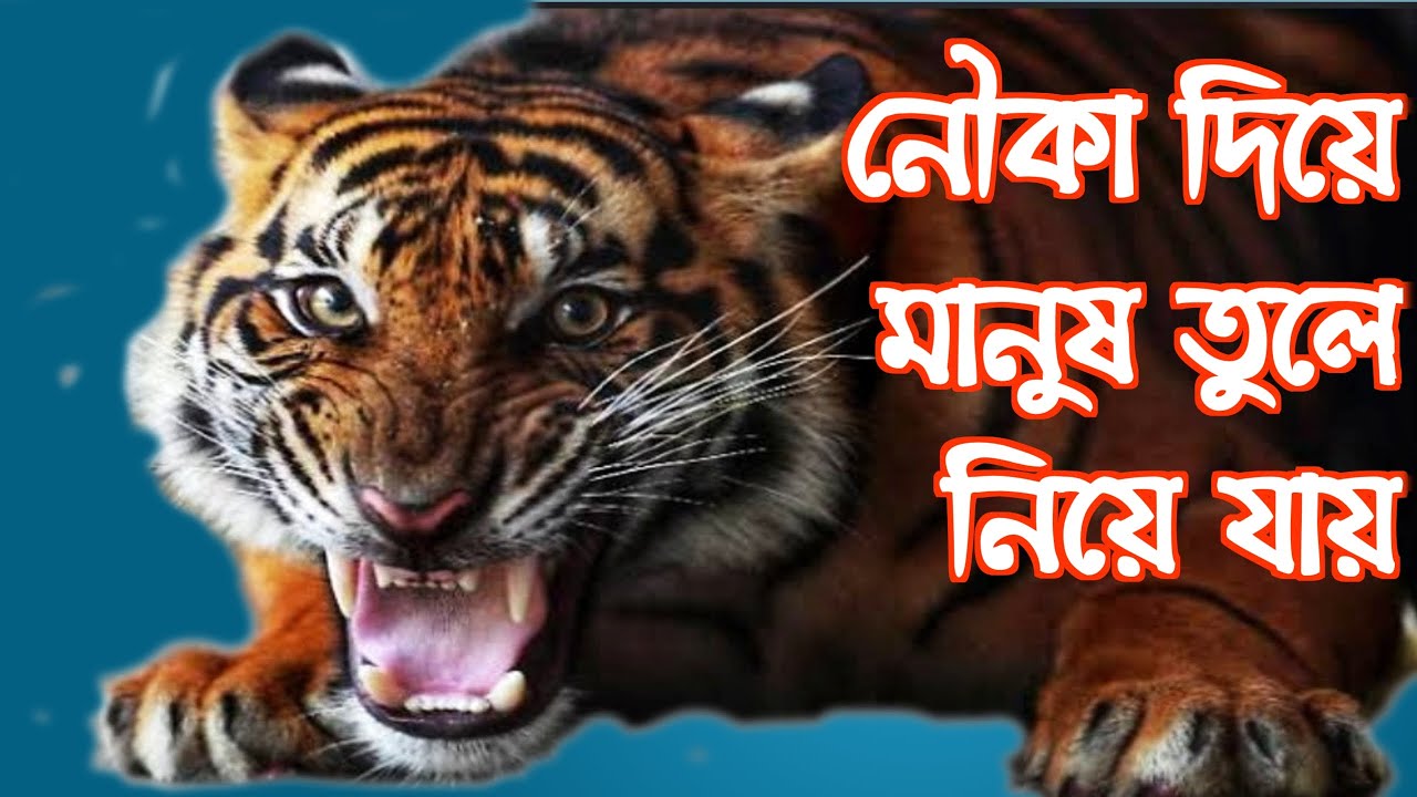 Tiger attack Sundarban jharkhali || Tiger attack jharkhali by boat