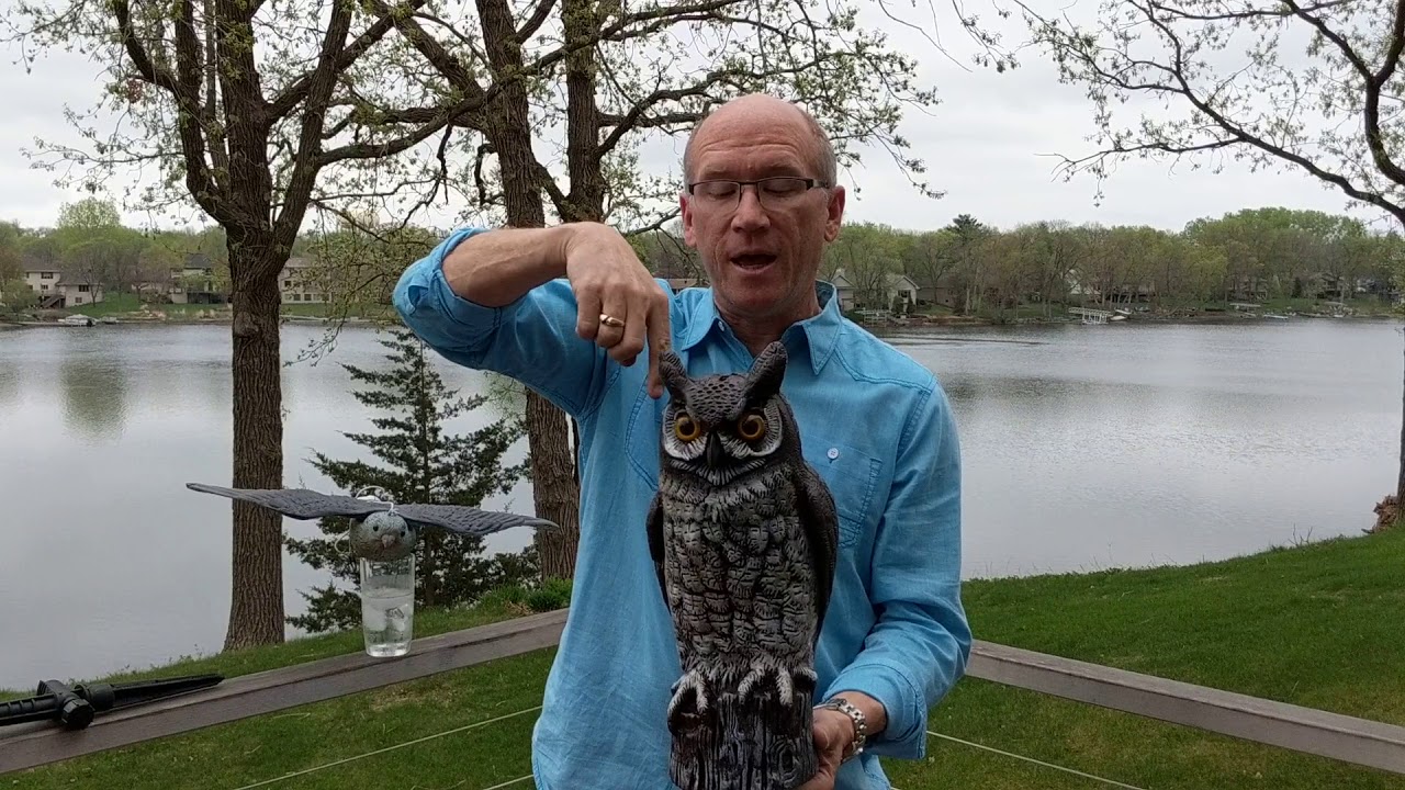 How to Keep Geese Away from the Pond: Proven Tips & Tricks