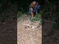 underground bird nest #shortvideo #birds #nature