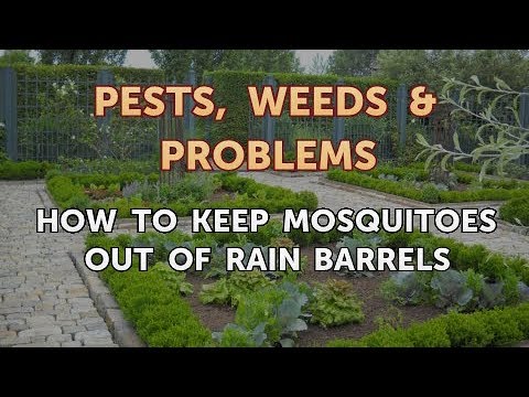 Video: Hujan Barel Dan Hama Nyamuk - Tips Mencegah Nyamuk Di Gentong Hujan