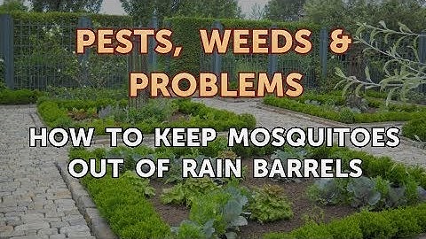 How to Keep Mosquitoes Out of Rain Barrels