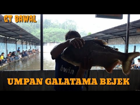 UMPAN GALATAMA BAWAL MEDIA NASI #BEJEK