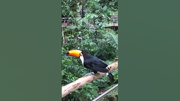 Have you ever seen a Toucan fly?!? #shorts #toucan #southamerica #parquedasaves