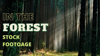 Forest Stock Footage | In The Woods Stock Video and Music