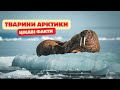 Тваринний Світ Арктики та Антарктики Цікаві факти і спосіб життя