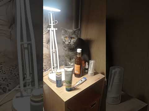 Как кошки лечат людей?