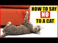 How To Tell Your Cat Not to Do Something