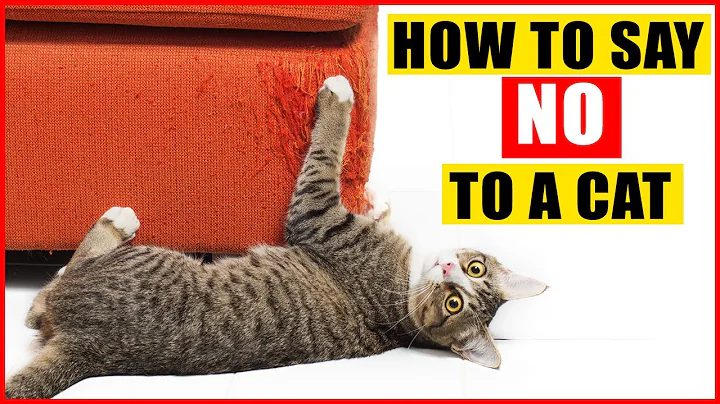 How To Tell Your Cat Not to Do Something - DayDayNews