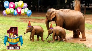 Grand birthday celebration of adorable Twin baby elephants amidst the blessings of the gathering