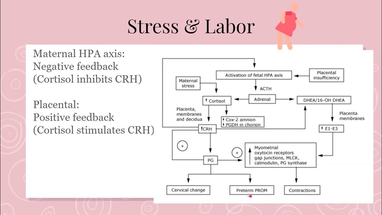 preterm-labor-pathophysiology-8-min-youtube