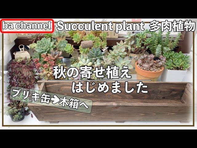 240{多肉植物}秋の寄せ植え始めます🍁長さ60cmの長ぁ〜い木箱 Succulent