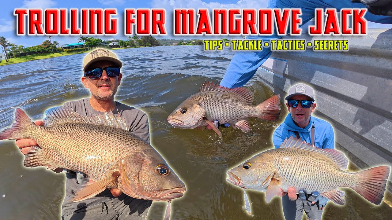 Trolling for Mangrove Jack - Tackle, Techniques, Tactics , Secrets | Gold Coast Fishing