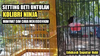 CARA MENJODOHKAN DAN MANFAAT SETTING BETI UNTULAN KOLIBRI NINJA #KONIN #KICAUMANIA