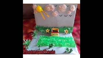 model on photosynthesis     DIY craft//science model