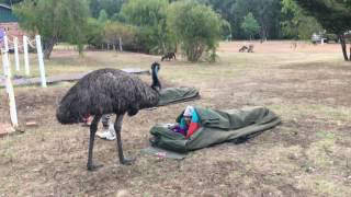 Emu wake up call